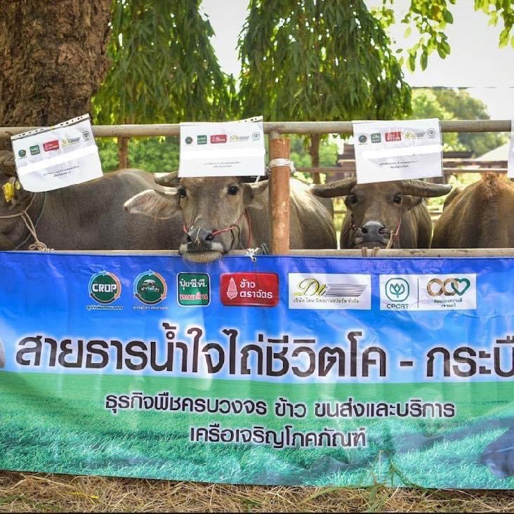 ไถ่ชีวิตโค-กระบือ จ.พระนครศรีอยุธยา